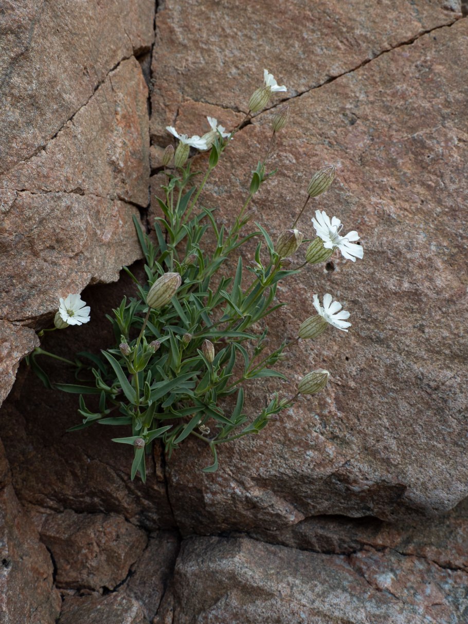 Смолевка Сахалинская