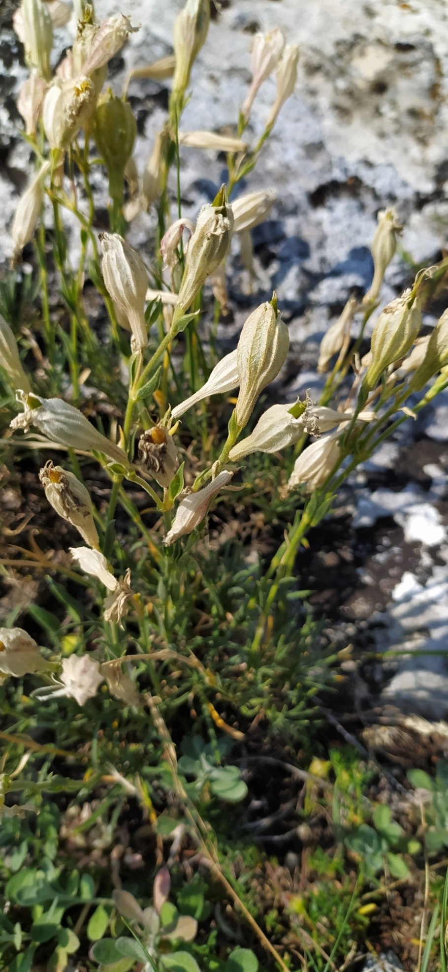 Смолевка Приморская Вейскехлчен