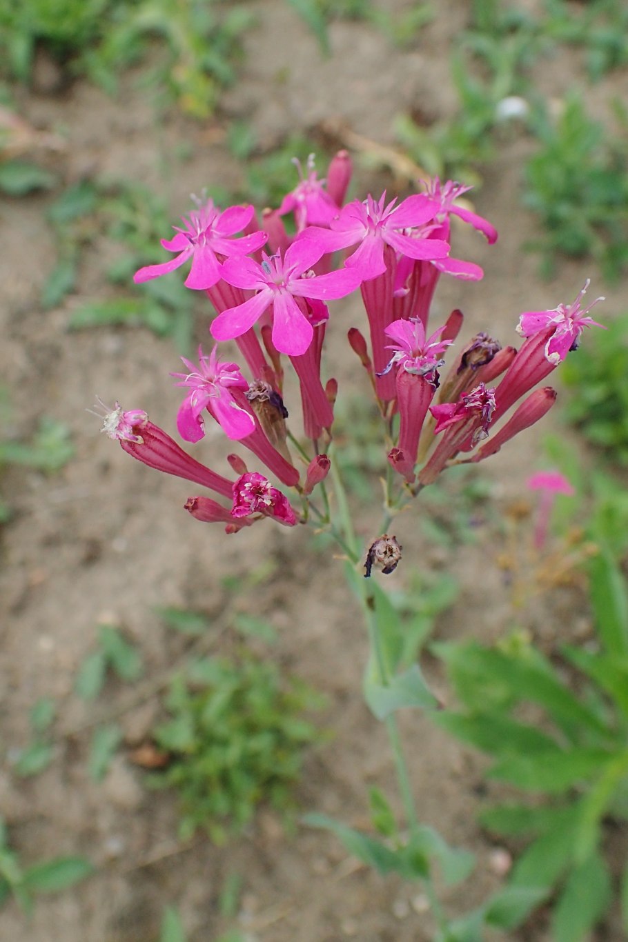 Silene turgida