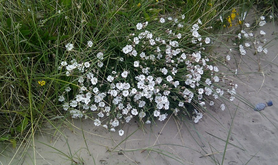 Смолевка Альпийская Альба