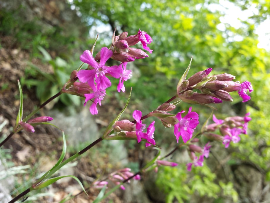 Смолевка Альпийская Альба(Silene Alpestre Alba).