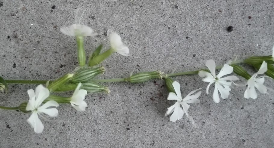 Гибралтарская Смолевка