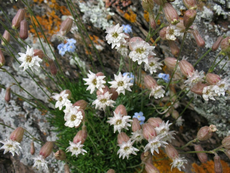 Смолевка Приморская Вейскехлчен