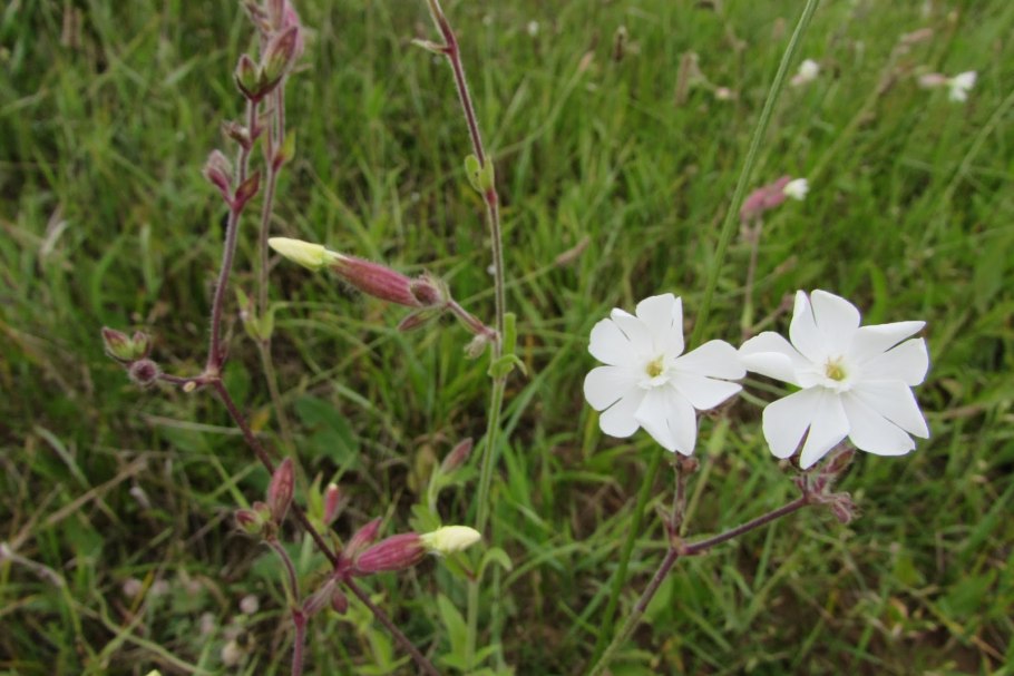 Гибралтарская Смолевка (Silene tomentosa)