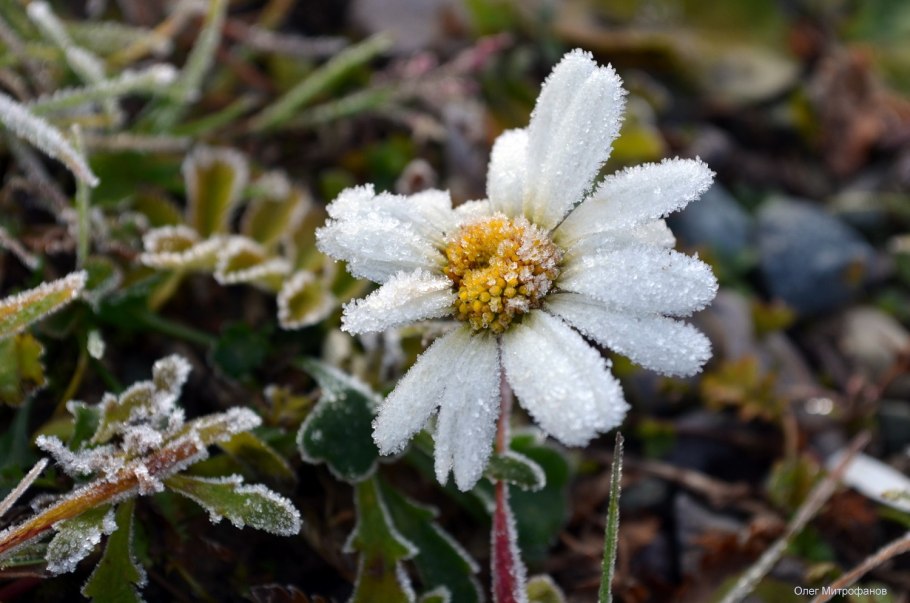 Смолевка яйлинская