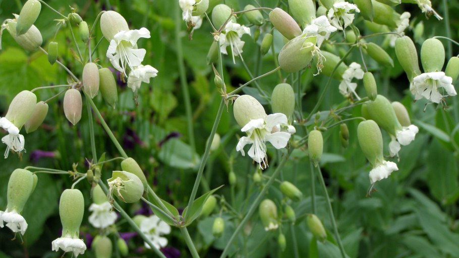 Смолевка Альпийская