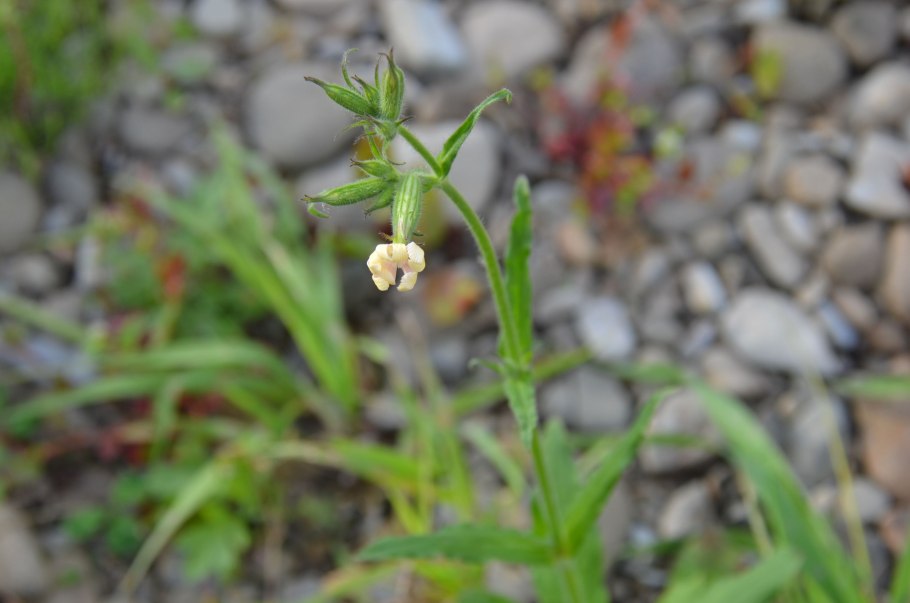 Смолевка белая