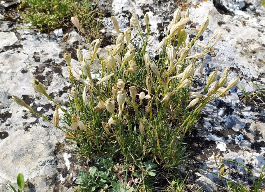 Смолевка яйлинская фото