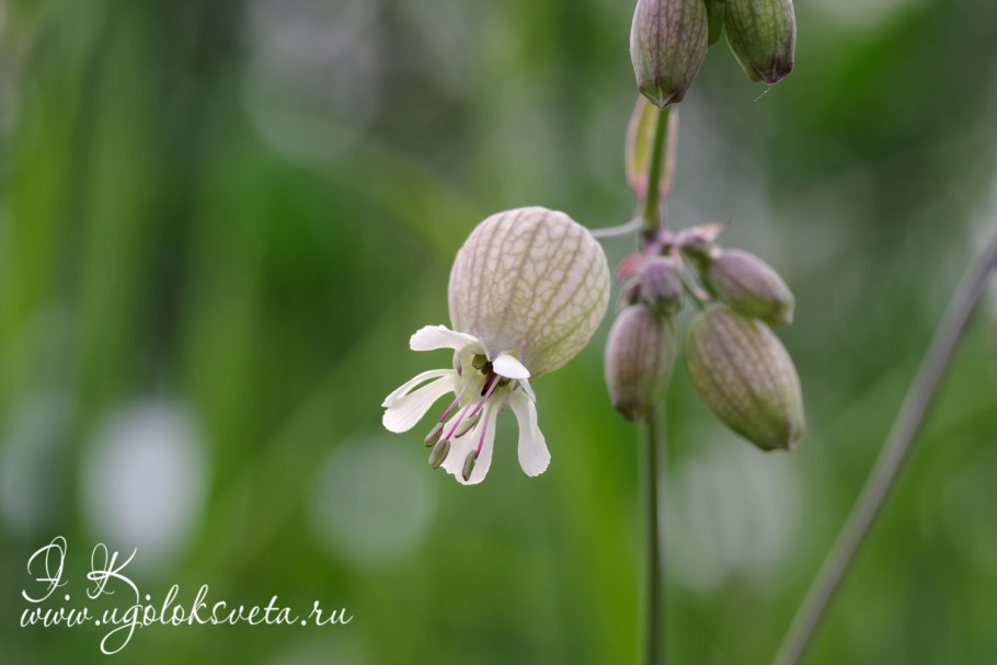 Silene multifhita- растение