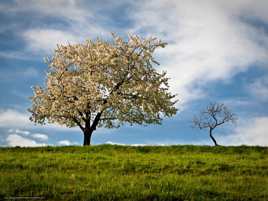 Джакаранда дерево
