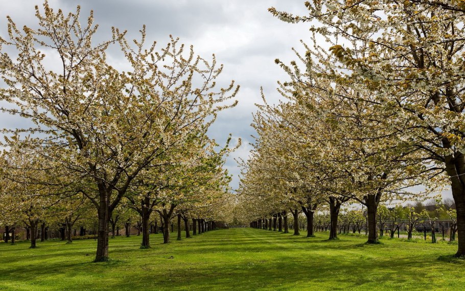 Вишня Харитоновская цветение