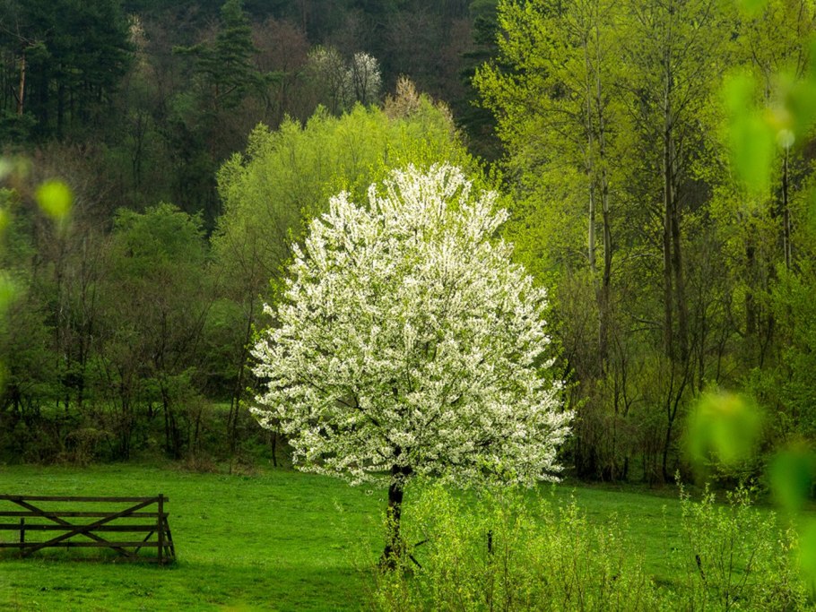 Цветущие деревья миндаля сад