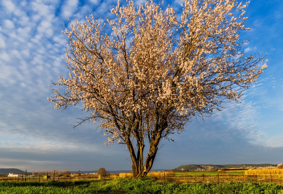 Весеннее дерево