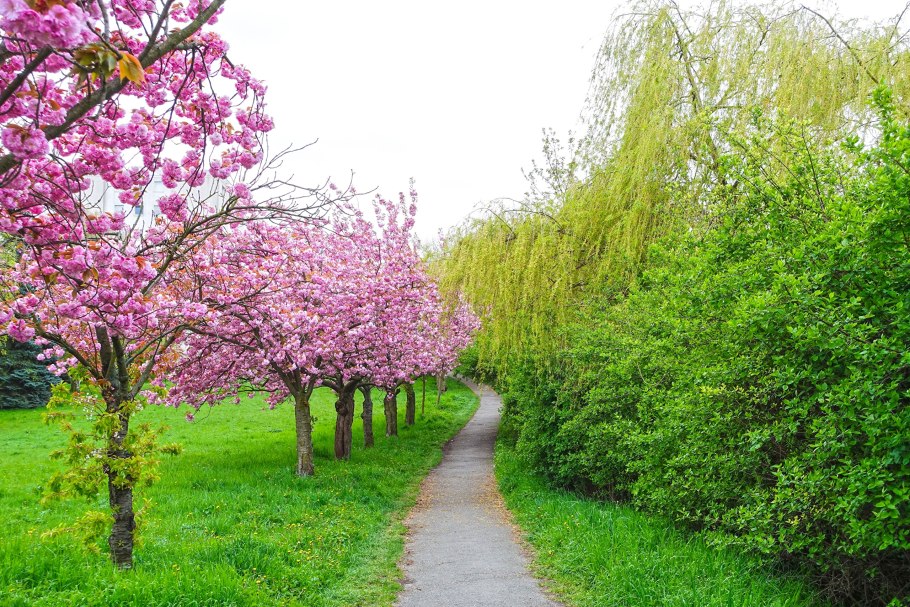 Первые весенние деревья