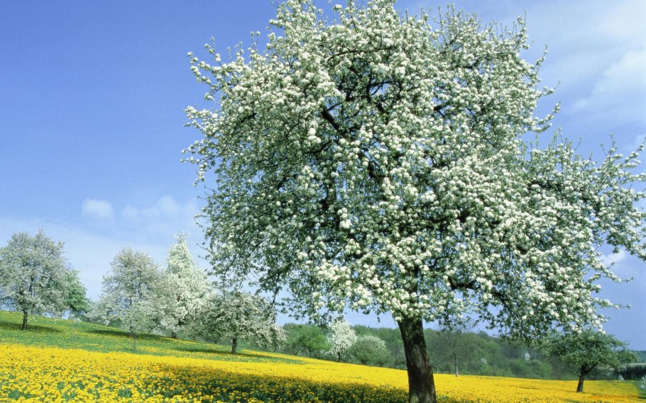 Коломенское Яблоневый сад