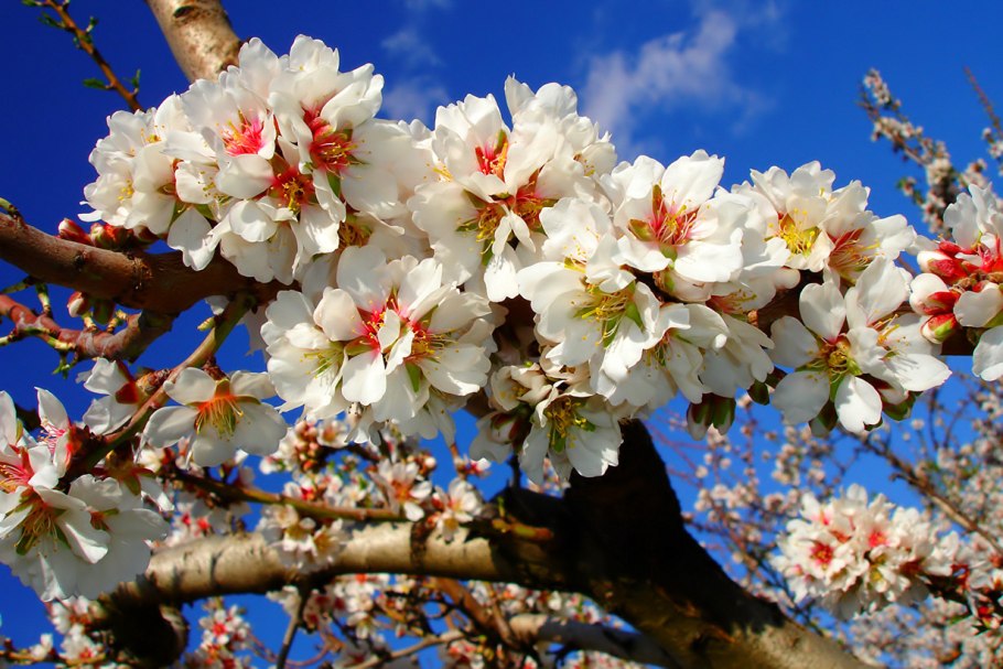 Ранняя Весна деревья