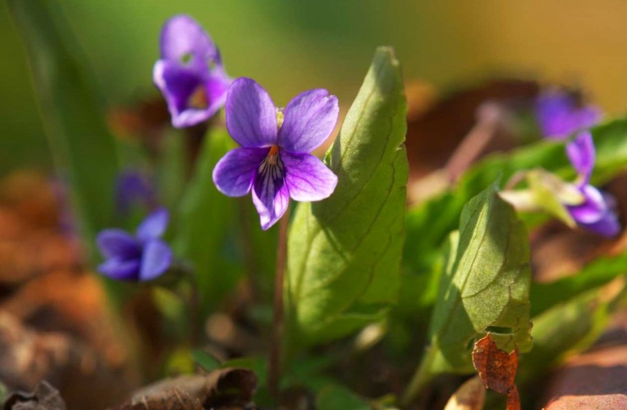 Фиалка крийская растение