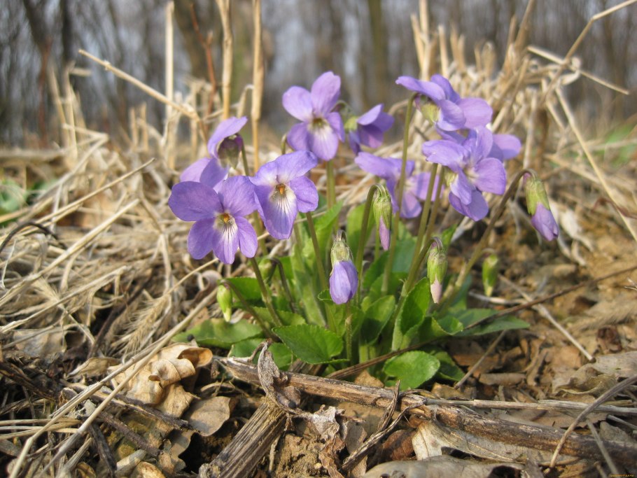 Лесные фиалки