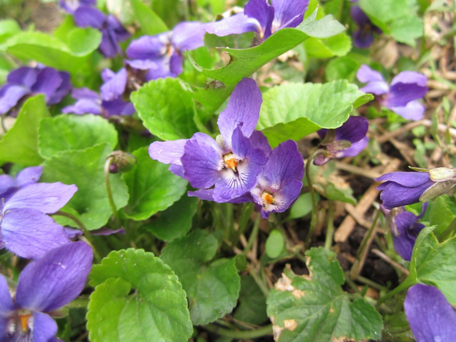 Фиалка Огородная