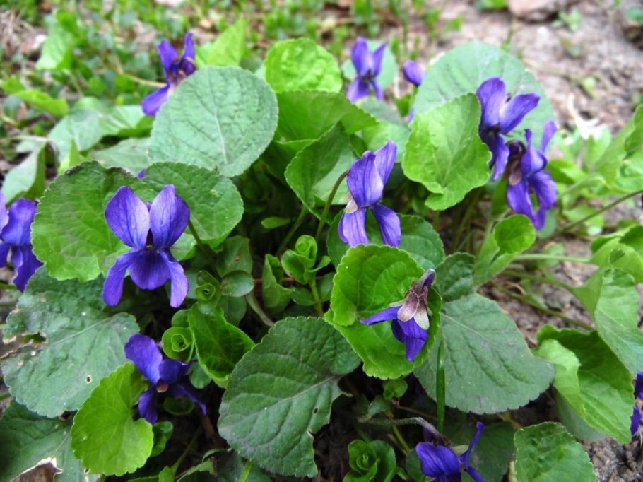 Фиалка Луговая Полевая