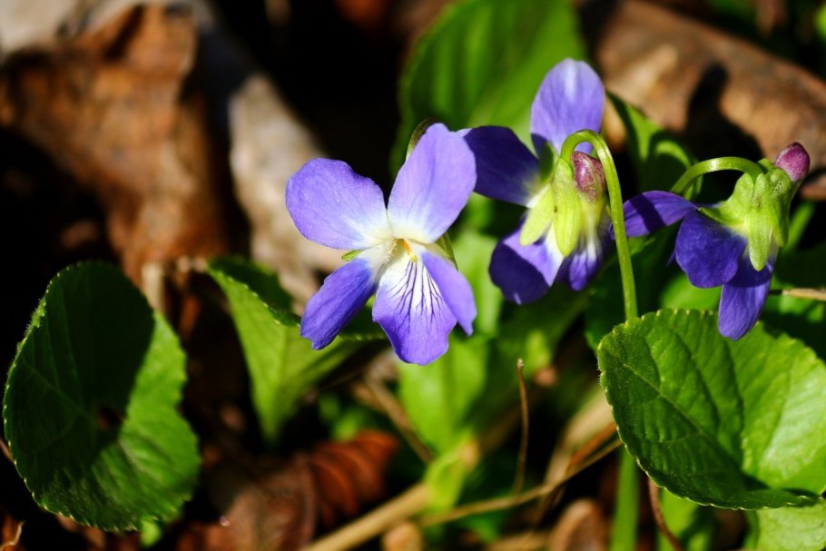 Фиалка крийская Исчезнувшая