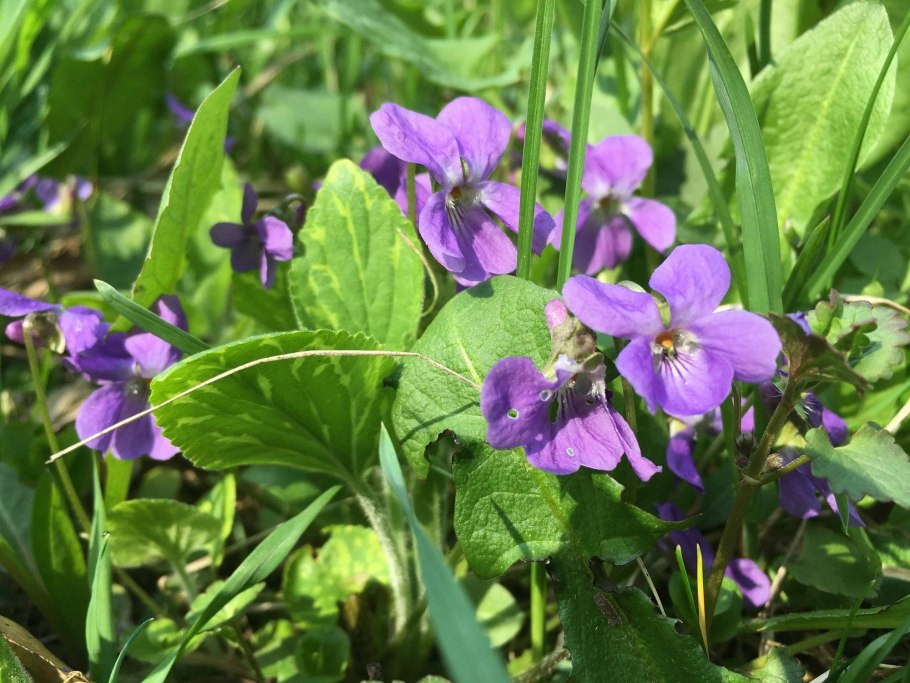 Фиалки Дикие Лесные