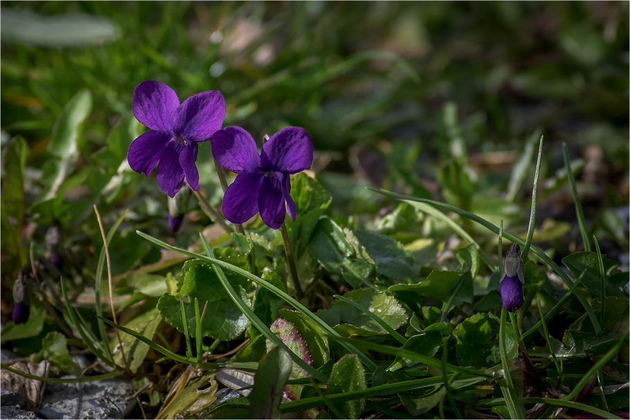 Лесной цветок фиолетового цвета