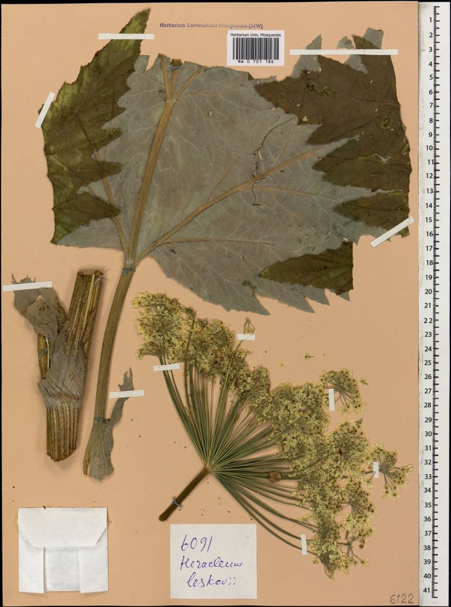 Борщевик Сосновского