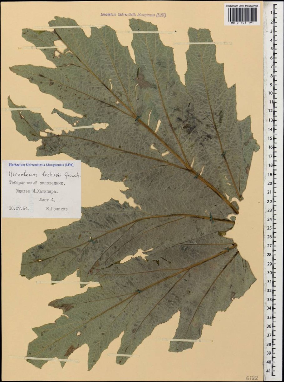 Борщевик ядовитое растение