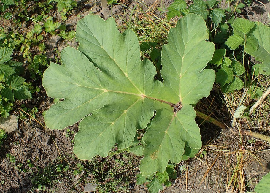 Борщевик фото