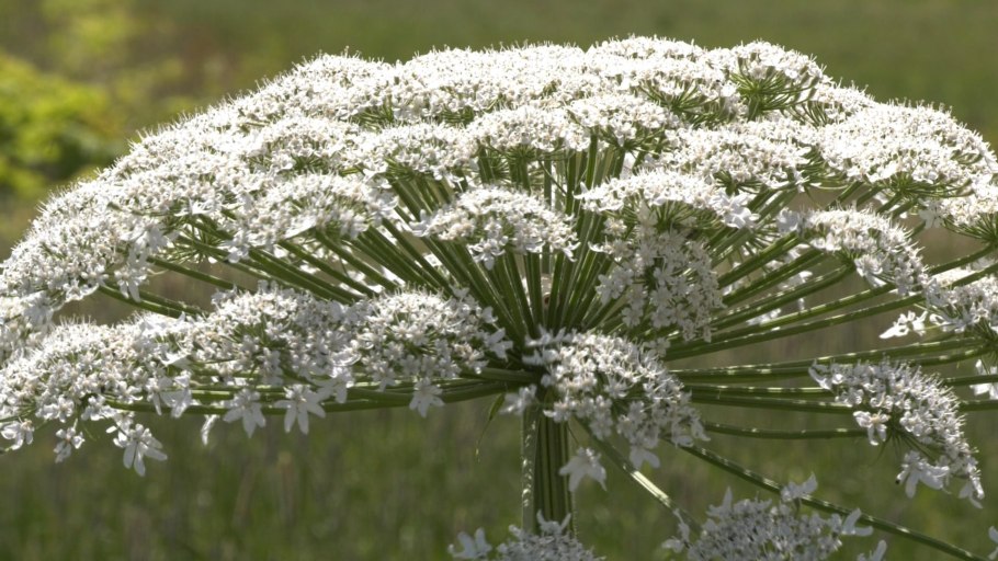 Курай, дягиль, борщевик