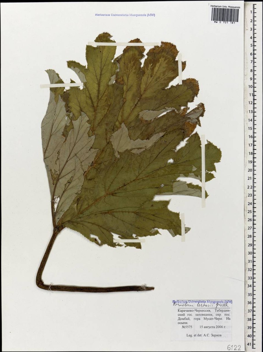 Сныть Дудник борщевик