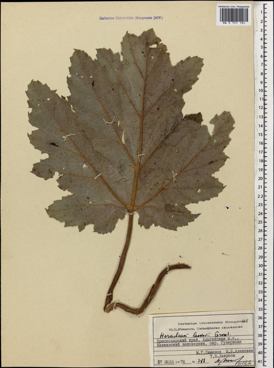 Вислоплодник борщевик