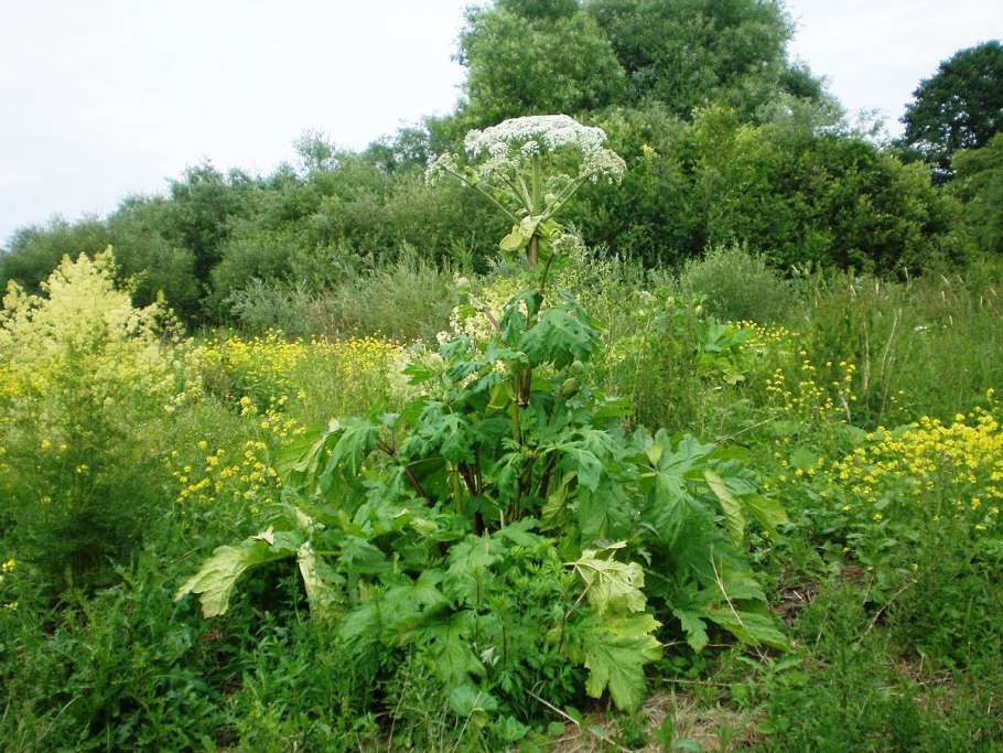 Борщевик растение