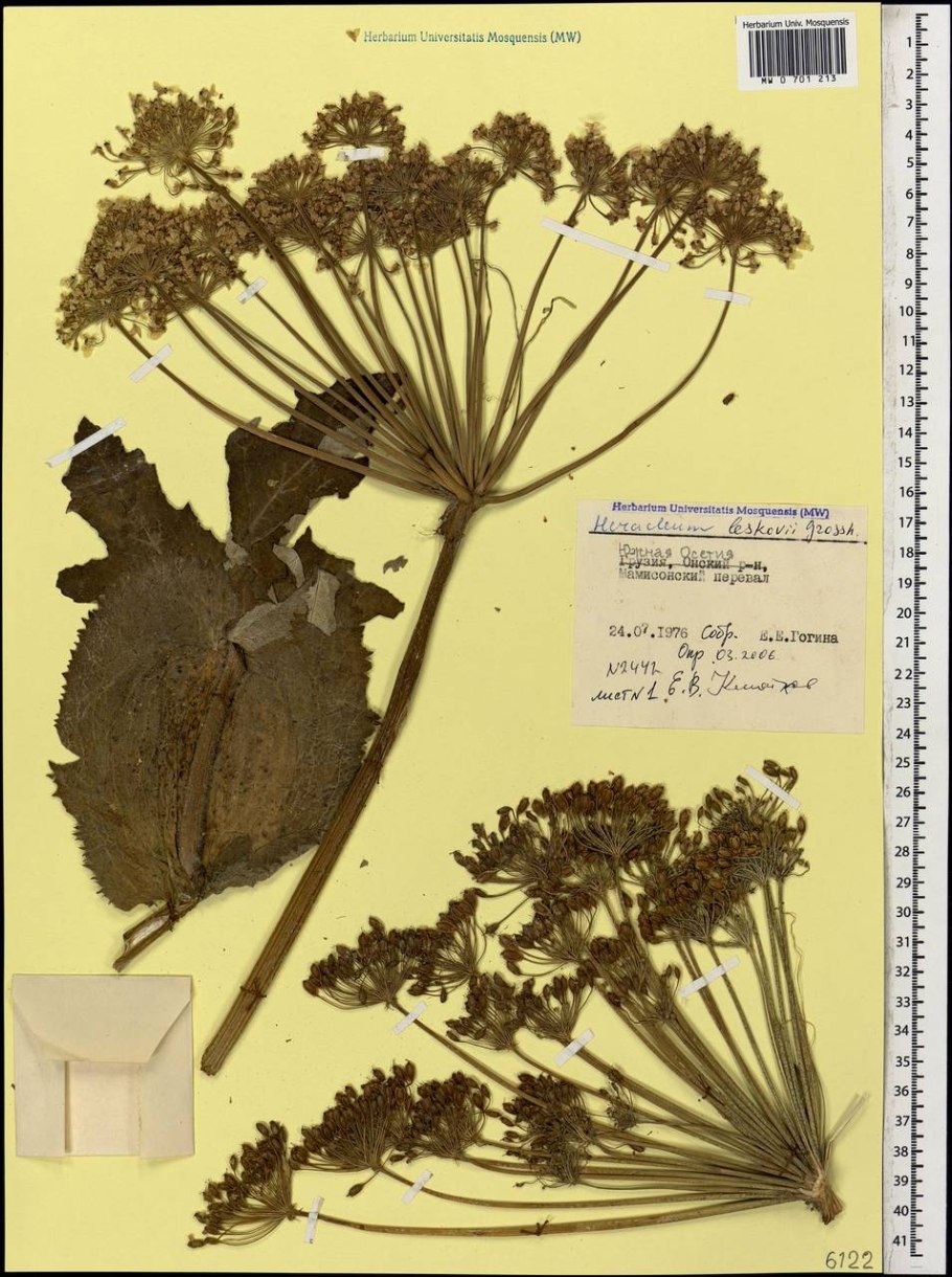 Heracleum villosum гербарий