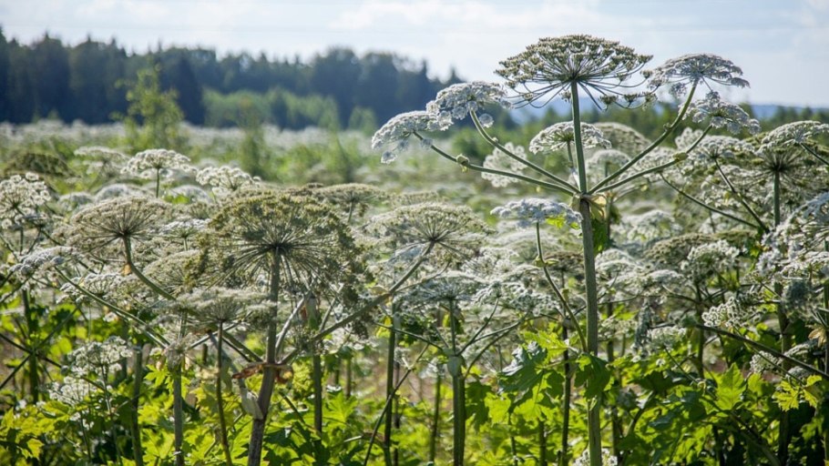 Борщевик Мантегацци Heracleum mantegazzianum