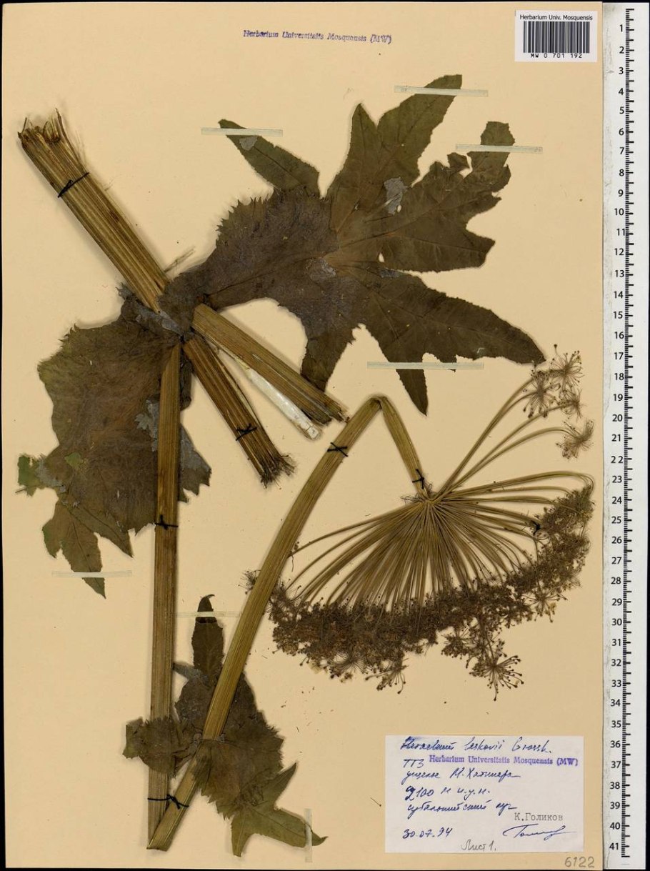 Борщевик Сосновского джунгли