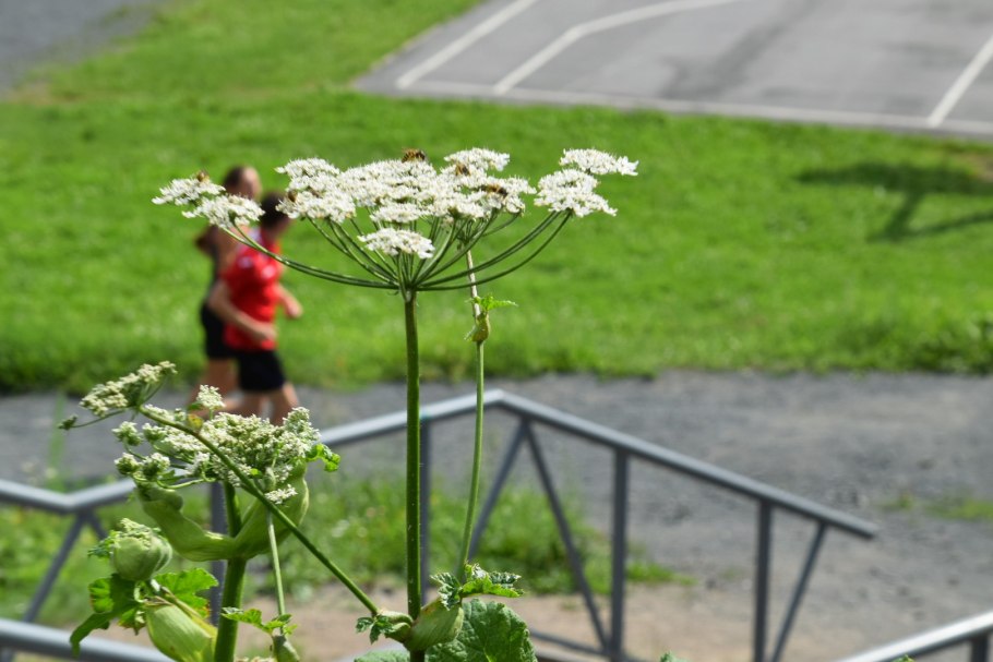 Борщевик Сосновского заросли