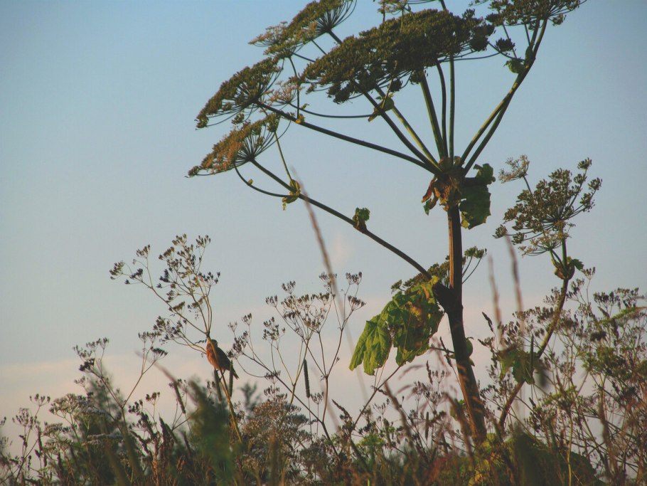 Борщевик Сибирский
