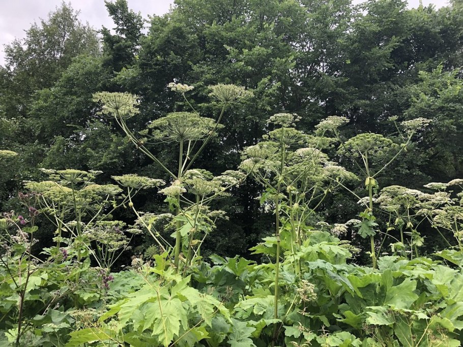 Борщевик Сосновского в Коломне.
