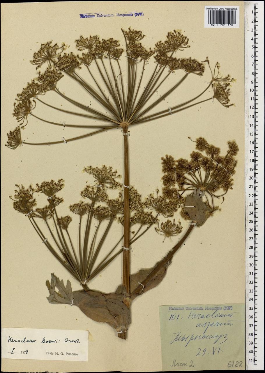 Борщевик в черчении