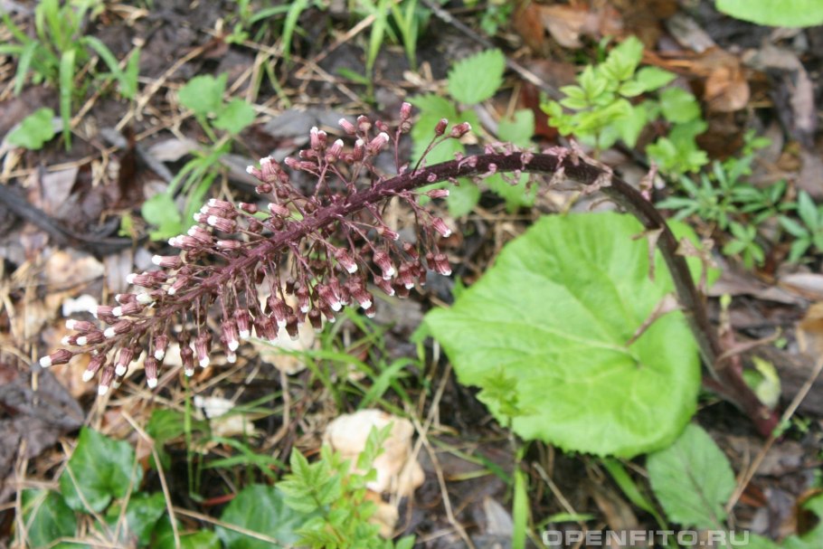 Трава царской смена