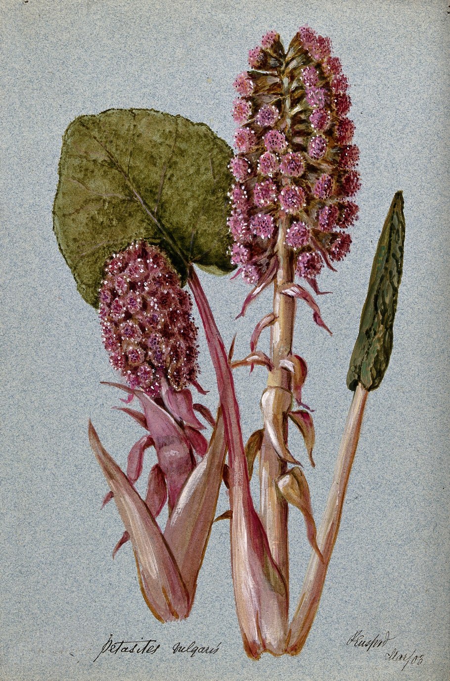 Белокопытник язычковый