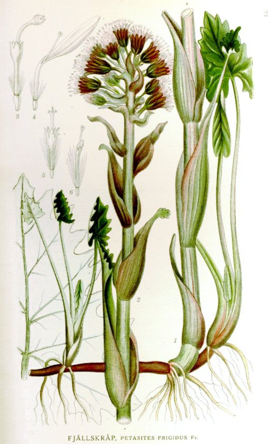 (Petasites palmatus)