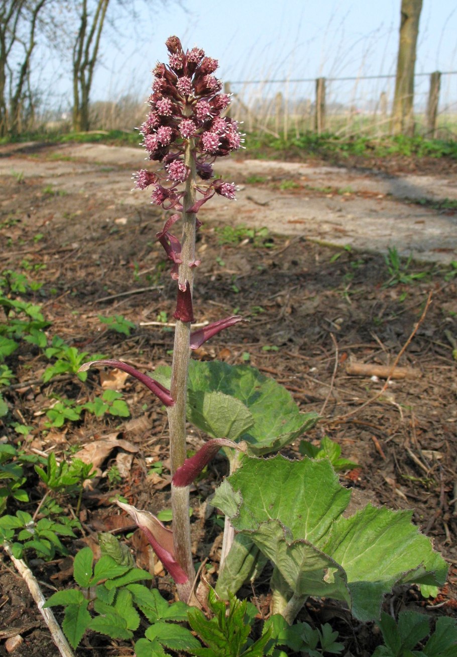 Petasites hybridus