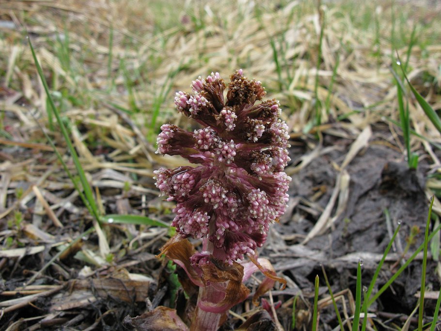 Бадан толстолистный