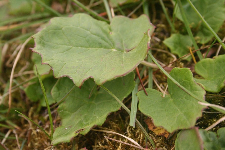 Белокопытник пурпурный