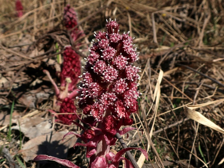 Белокопытник Татеваки