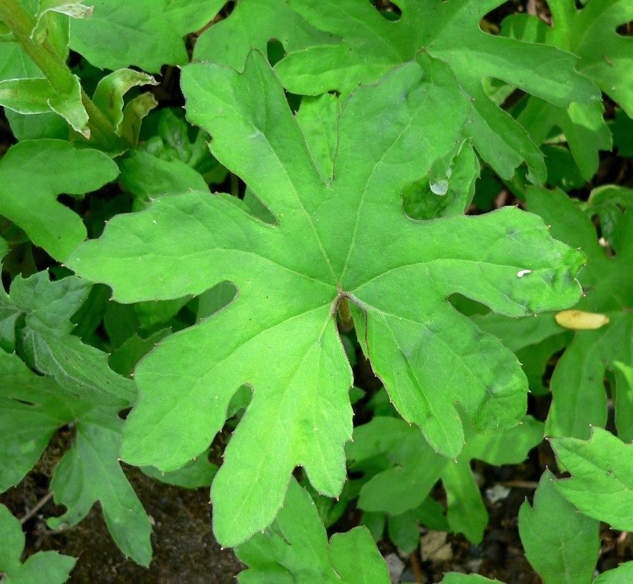 Белокопытник гибридный