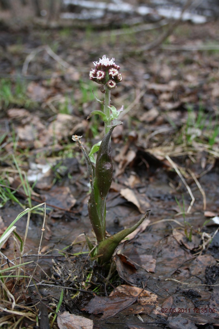 Белокопытник дланевидный